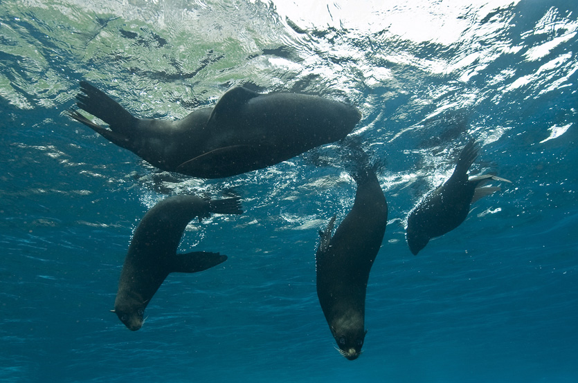 085 sea lion,Galapagos.jpg